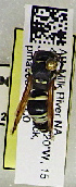  (Ancistrocerus sp. Y - PMAE1012)  @11 [ ] BY-NC-ND (2024) Royal Alberta Museum Royal Alberta Museum