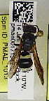  (Ancistrocerus sp. B - PMAE1013)  @11 [ ] BY-NC-ND (2024) Royal Alberta Museum Royal Alberta Museum