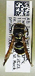  ( - PMAE1018)  @11 [ ] BY-NC-ND (2024) Royal Alberta Museum Royal Alberta Museum