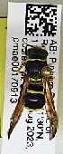  ( - PMAE1019)  @11 [ ] BY-NC-ND (2024) Royal Alberta Museum Royal Alberta Museum