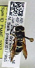  (Ancistrocerus sp. C - PMAE1022)  @11 [ ] BY-NC-ND (2024) Royal Alberta Museum Royal Alberta Museum