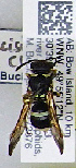  (Ancistrocerus sp. CW - PMAE1023)  @11 [ ] BY-NC-ND (2024) Royal Alberta Museum Royal Alberta Museum