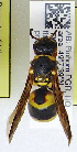  ( - PMAE1075)  @11 [ ] BY-NC-ND (2024) Royal Alberta Museum Royal Alberta Museum