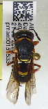  ( - PMAE1079)  @11 [ ] BY-NC-ND (2024) Royal Alberta Museum Royal Alberta Museum