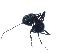  (Polyrhachis mackayi - 07-NSWBB-1285)  @14 [ ] CreativeCommons - Attribution (2008) Unspecified Centre for Biodiversity Genomics