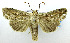  (Mythimna diagramma - USNM ENT 00800311a)  @15 [ ] Unspecified (default): All Rights Reserved  Unspecified Unspecified