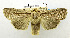  ( - USNM ENT 00800312a)  @11 [ ] Unspecified (default): All Rights Reserved  Unspecified Unspecified