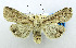  ( - USNM ENT 00800313a)  @11 [ ] Unspecified (default): All Rights Reserved  Unspecified Unspecified
