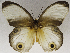  (Taenaris artemis - USNM ENT 00941253)  @14 [ ] Unspecified (default): All Rights Reserved  Unspecified Unspecified