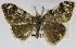  (Orgyia mixta - USNM ENT 01373005)  @11 [ ] Unspecified (default): All Rights Reserved  Unspecified Unspecified