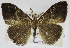 (Orgyia hopkinsi - USNM ENT 01373006)  @11 [ ] Unspecified (default): All Rights Reserved  Unspecified Unspecified