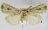  (Leucania albimacula - USNM ENT 01373008)  @14 [ ] Unspecified (default): All Rights Reserved  Unspecified Unspecified