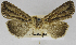  (Mythimna tenebra - USNM ENT 01373012)  @11 [ ] Unspecified (default): All Rights Reserved  Unspecified Unspecified