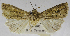 (Mythimna pyrausta - USNM ENT 01373015)  @11 [ ] Unspecified (default): All Rights Reserved  Unspecified Unspecified