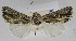  (Mythimna confluens - USNM ENT 01373016)  @11 [ ] Unspecified (default): All Rights Reserved  Unspecified Unspecified