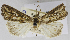  (Mythimna ustata - USNM ENT 01373017)  @12 [ ] Unspecified (default): All Rights Reserved  Unspecified Unspecified