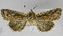  (Mythimna homoeoptera - USNM ENT 01373019)  @14 [ ] Unspecified (default): All Rights Reserved  Unspecified Unspecified