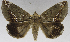  (Achaea imperatrix - USNM ENT 01373021)  @11 [ ] Unspecified (default): All Rights Reserved  Unspecified Unspecified