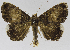  (Achaea mormoides - USNM ENT 01373027)  @11 [ ] Unspecified (default): All Rights Reserved  Unspecified Unspecified