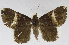  (Achaea obvia - USNM ENT 01373028)  @11 [ ] Unspecified (default): All Rights Reserved  Unspecified Unspecified