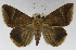  (Achaea occidens - USNM ENT 01373029)  @15 [ ] Unspecified (default): All Rights Reserved  Unspecified Unspecified