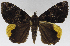  (Achaea radama - USNM ENT 01373030)  @13 [ ] Unspecified (default): All Rights Reserved  Unspecified Unspecified