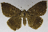  (Achaea rothkirchi - USNM ENT 01373031)  @13 [ ] Unspecified (default): All Rights Reserved  Unspecified Unspecified