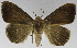  (Achaea sordida - USNM ENT 01373032)  @11 [ ] Unspecified (default): All Rights Reserved  Unspecified Unspecified