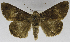  (Achaea thermopera - USNM ENT 01373033)  @11 [ ] Unspecified (default): All Rights Reserved  Unspecified Unspecified