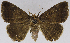  (Achaea tornistigma - USNM ENT 01373034)  @11 [ ] Unspecified (default): All Rights Reserved  Unspecified Unspecified