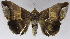  (Achaea retorsa - USNM ENT 01373035)  @11 [ ] Unspecified (default): All Rights Reserved  Unspecified Unspecified