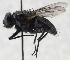  ( - USNM ENT 01373053)  @14 [ ] CreativeCommons - Attribution Share-Alike (2017) Unspecified Smithsonian Institution National Museum of Natural History
