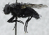  ( - USNM ENT 01373054)  @14 [ ] CreativeCommons - Attribution Share-Alike (2017) Unspecified Smithsonian Institution National Museum of Natural History