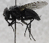  ( - USNM ENT 01373055)  @14 [ ] CreativeCommons - Attribution Share-Alike (2017) Unspecified Smithsonian Institution National Museum of Natural History