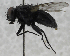  ( - USNM ENT 01373056)  @14 [ ] CreativeCommons - Attribution Share-Alike (2017) Unspecified Smithsonian Institution National Museum of Natural History
