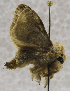  (Limacodilla cinella - USNM ENT 01374012)  @12 [ ] Unspecified (default): All Rights Reserved  Unspecified Unspecified