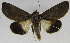  (Hemicephalis n. sp - USNM ENT 01374020)  @13 [ ] Unspecified (default): All Rights Reserved  Unspecified Unspecified