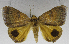  (Achaea euryplaga - USNM ENT 01374025)  @13 [ ] Unspecified (default): All Rights Reserved  Unspecified Unspecified