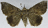  ( - USNM ENT 01374026)  @11 [ ] Unspecified (default): All Rights Reserved  Unspecified Unspecified