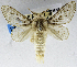  (Caeculia cinerascens - USNM ENT 01374063)  @14 [ ] Unspecified (default): All Rights Reserved  Unspecified Unspecified