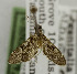  ( - USNM ENT 01067051)  @13 [ ] Unspecified (default): All Rights Reserved  Unspecified Unspecified