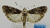  (Phycita meliella - USNM ENT 01067124)  @14 [ ] Unspecified (default): All Rights Reserved  Unspecified Unspecified