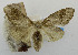  (Orgyia triangularis - USNM ENT 01067157)  @11 [ ] Unspecified (default): All Rights Reserved  Unspecified Unspecified