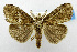  (Orgyia araea - USNM ENT 01067335)  @14 [ ] Unspecified (default): All Rights Reserved  Unspecified Unspecified