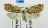  (Acria emarginella - USNM ENT 01067345)  @11 [ ] Unspecified (default): All Rights Reserved  Unspecified Unspecified
