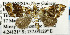  (Parachaetolopha flavicorpus - USNM ENT 01067351)  @14 [ ] Unspecified (default): All Rights Reserved  Unspecified Unspecified