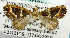  (Parachaetolopha turbinata - USNM ENT 01067352)  @13 [ ] Unspecified (default): All Rights Reserved  Unspecified Unspecified