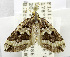  (Horisme nr. chlorodesme - USNM ENT 01067360)  @11 [ ] Unspecified (default): All Rights Reserved  Unspecified Unspecified