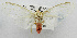  (Amerila albivitrea - USNM ENT 01067364)  @14 [ ] Unspecified (default): All Rights Reserved  Unspecified Unspecified