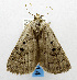  (Eublemma titanica - USNM ENT 01067367)  @14 [ ] Unspecified (default): All Rights Reserved  Unspecified Unspecified